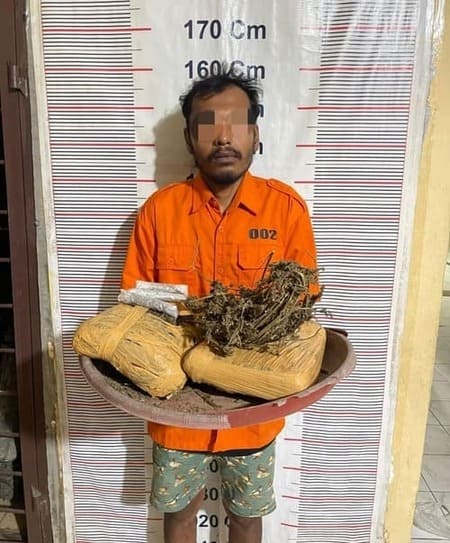 Polsek Bahorok Ungkap Peredaran 2 Kilogram Ganja di Bukit Lawang